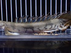 画像7: 【淡水魚】【通販】爆安 No1 ロングフィン ポリプテルス エンドリケリー【個体販売】(±22cm)(大型魚)(生体)(熱帯魚)NKO (7)