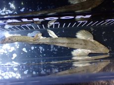 画像9: 【淡水魚】【通販】爆安 No1 ロングフィン ポリプテルス エンドリケリー【個体販売】(±22cm)(大型魚)(生体)(熱帯魚)NKO (9)