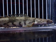 画像2: 【淡水魚】【通販】爆安 No2 ロングフィン ポリプテルス エンドリケリー【個体販売】(±23cm)(大型魚)(生体)(熱帯魚)NKO (2)