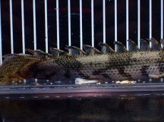 画像3: 【淡水魚】【通販】爆安 No2 ロングフィン ポリプテルス エンドリケリー【個体販売】(±23cm)(大型魚)(生体)(熱帯魚)NKO (3)