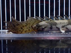 画像4: 【淡水魚】【通販】爆安 No2 ロングフィン ポリプテルス エンドリケリー【個体販売】(±23cm)(大型魚)(生体)(熱帯魚)NKO (4)