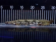 画像5: 【淡水魚】【通販】爆安 No2 ロングフィン ポリプテルス エンドリケリー【個体販売】(±23cm)(大型魚)(生体)(熱帯魚)NKO (5)