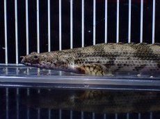 画像6: 【淡水魚】【通販】爆安 No2 ロングフィン ポリプテルス エンドリケリー【個体販売】(±23cm)(大型魚)(生体)(熱帯魚)NKO (6)