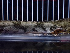 画像7: 【淡水魚】【通販】爆安 No2 ロングフィン ポリプテルス エンドリケリー【個体販売】(±23cm)(大型魚)(生体)(熱帯魚)NKO (7)