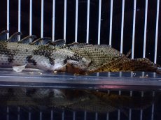 画像8: 【淡水魚】【通販】爆安 No2 ロングフィン ポリプテルス エンドリケリー【個体販売】(±23cm)(大型魚)(生体)(熱帯魚)NKO (8)