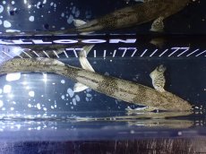 画像9: 【淡水魚】【通販】爆安 No2 ロングフィン ポリプテルス エンドリケリー【個体販売】(±23cm)(大型魚)(生体)(熱帯魚)NKO (9)