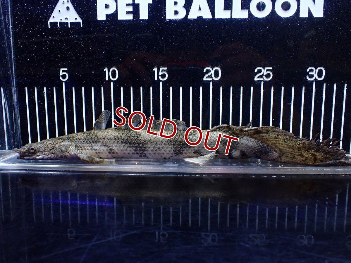 画像1: 【淡水魚】【通販】訳あり爆安 No3 ロングフィン ポリプテルス エンドリケリー【個体販売】(±32cm)(大型魚)(生体)(熱帯魚)NKO (1)
