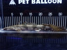 画像1: 【淡水魚】【通販】訳あり爆安 No3 ロングフィン ポリプテルス エンドリケリー【個体販売】(±32cm)(大型魚)(生体)(熱帯魚)NKO (1)
