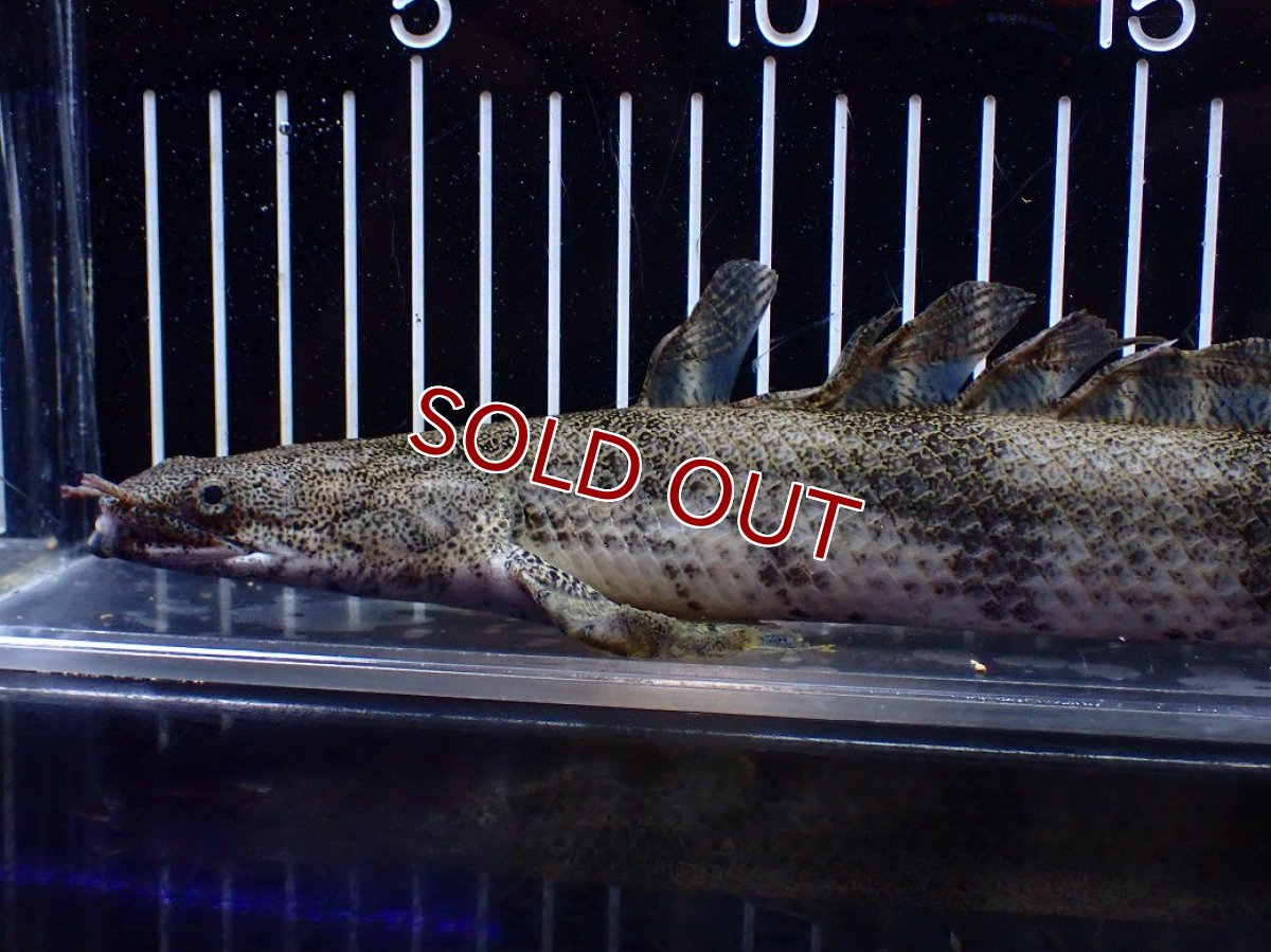 画像2: 【淡水魚】【通販】訳あり爆安 No3 ロングフィン ポリプテルス エンドリケリー【個体販売】(±32cm)(大型魚)(生体)(熱帯魚)NKO (2)