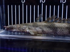 画像2: 【淡水魚】【通販】訳あり爆安 No3 ロングフィン ポリプテルス エンドリケリー【個体販売】(±32cm)(大型魚)(生体)(熱帯魚)NKO (2)