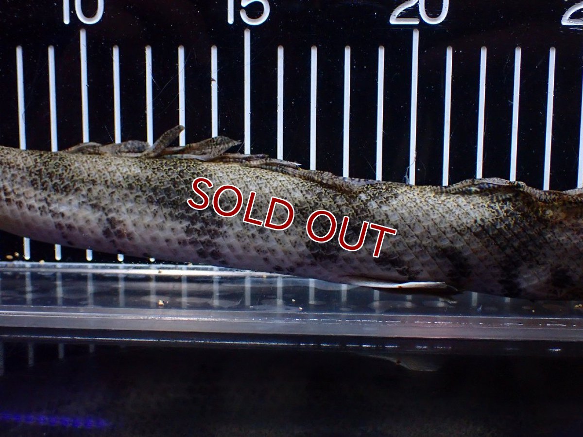 画像3: 【淡水魚】【通販】訳あり爆安 No3 ロングフィン ポリプテルス エンドリケリー【個体販売】(±32cm)(大型魚)(生体)(熱帯魚)NKO (3)