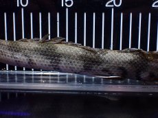 画像3: 【淡水魚】【通販】訳あり爆安 No3 ロングフィン ポリプテルス エンドリケリー【個体販売】(±32cm)(大型魚)(生体)(熱帯魚)NKO (3)