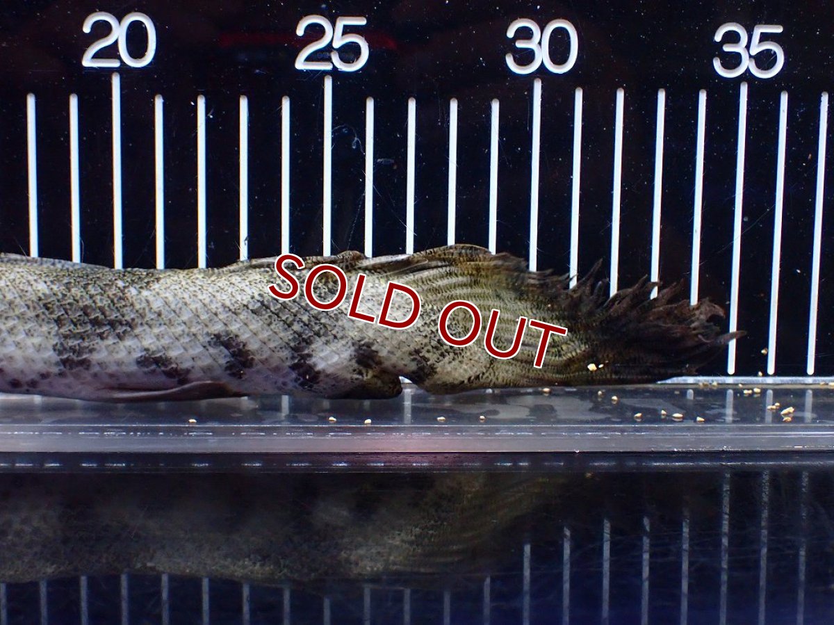 画像4: 【淡水魚】【通販】訳あり爆安 No3 ロングフィン ポリプテルス エンドリケリー【個体販売】(±32cm)(大型魚)(生体)(熱帯魚)NKO (4)