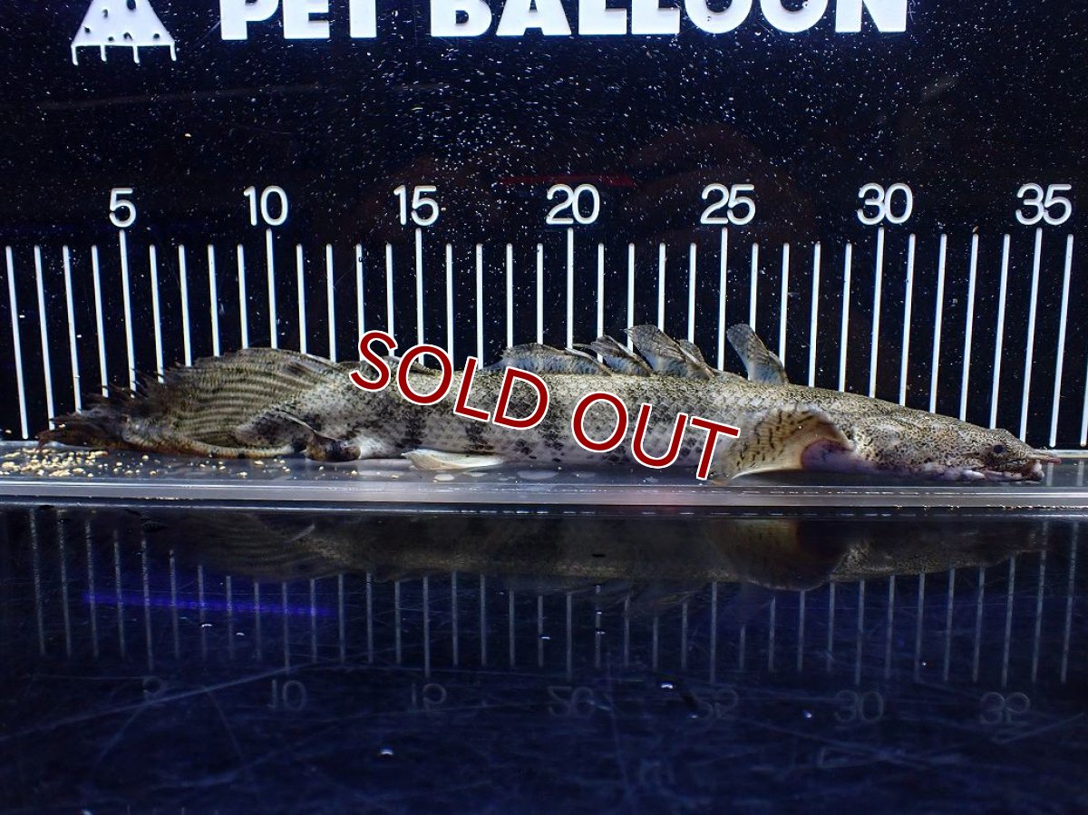 画像5: 【淡水魚】【通販】訳あり爆安 No3 ロングフィン ポリプテルス エンドリケリー【個体販売】(±32cm)(大型魚)(生体)(熱帯魚)NKO (5)