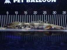 画像5: 【淡水魚】【通販】訳あり爆安 No3 ロングフィン ポリプテルス エンドリケリー【個体販売】(±32cm)(大型魚)(生体)(熱帯魚)NKO (5)