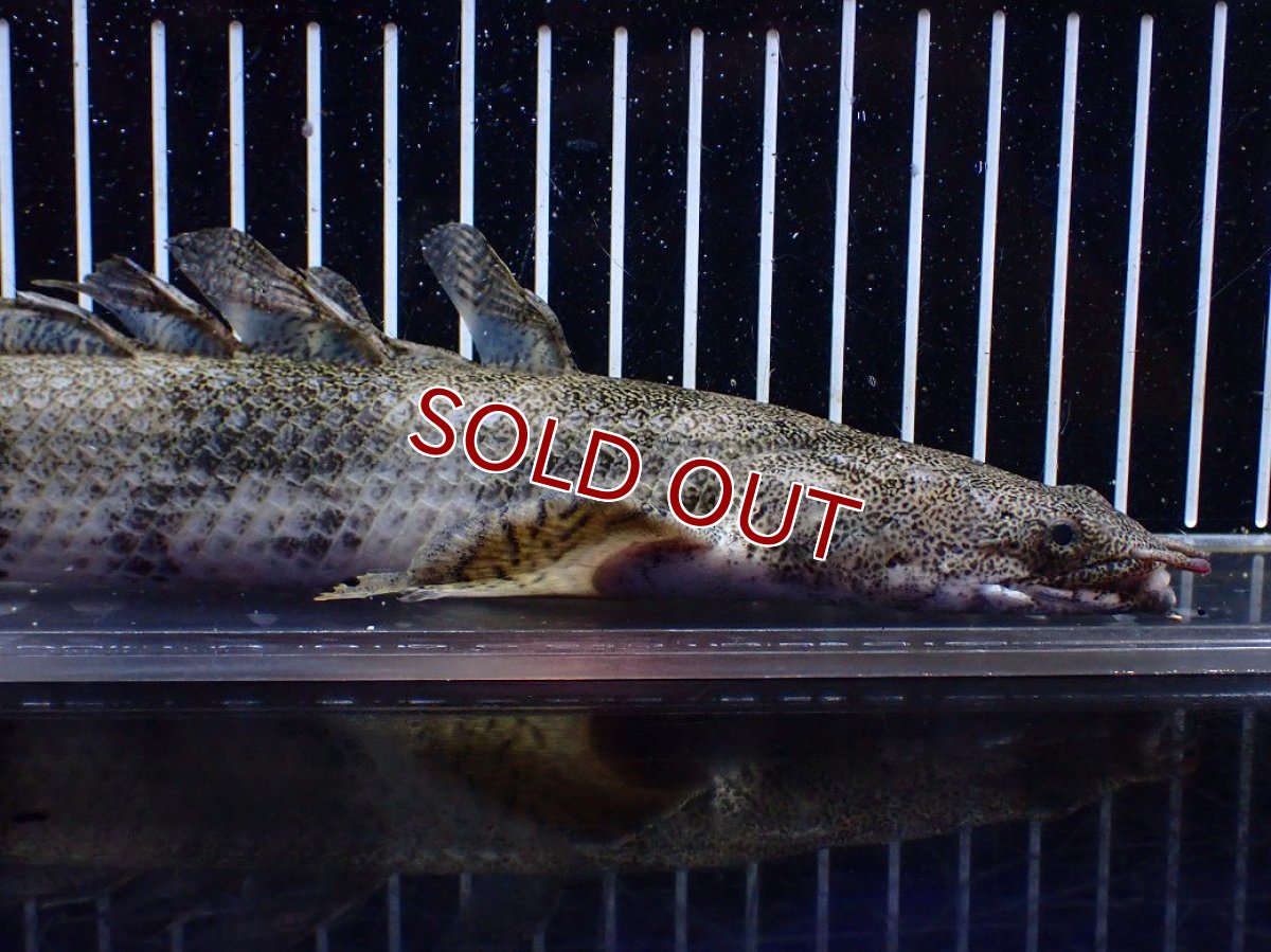 画像6: 【淡水魚】【通販】訳あり爆安 No3 ロングフィン ポリプテルス エンドリケリー【個体販売】(±32cm)(大型魚)(生体)(熱帯魚)NKO (6)