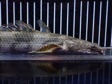 画像6: 【淡水魚】【通販】訳あり爆安 No3 ロングフィン ポリプテルス エンドリケリー【個体販売】(±32cm)(大型魚)(生体)(熱帯魚)NKO (6)