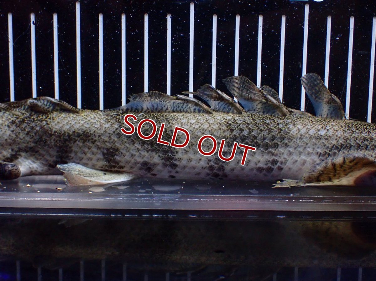 画像7: 【淡水魚】【通販】訳あり爆安 No3 ロングフィン ポリプテルス エンドリケリー【個体販売】(±32cm)(大型魚)(生体)(熱帯魚)NKO (7)