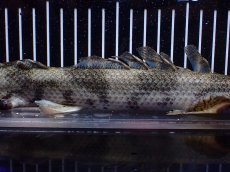 画像7: 【淡水魚】【通販】訳あり爆安 No3 ロングフィン ポリプテルス エンドリケリー【個体販売】(±32cm)(大型魚)(生体)(熱帯魚)NKO (7)