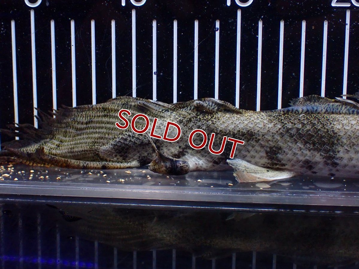 画像8: 【淡水魚】【通販】訳あり爆安 No3 ロングフィン ポリプテルス エンドリケリー【個体販売】(±32cm)(大型魚)(生体)(熱帯魚)NKO (8)