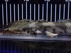 画像8: 【淡水魚】【通販】訳あり爆安 No3 ロングフィン ポリプテルス エンドリケリー【個体販売】(±32cm)(大型魚)(生体)(熱帯魚)NKO (8)