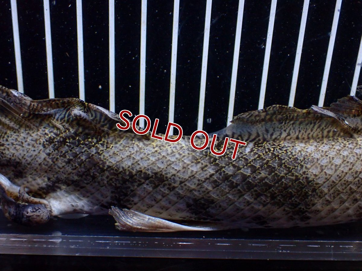 画像9: 【淡水魚】【通販】訳あり爆安 No3 ロングフィン ポリプテルス エンドリケリー【個体販売】(±32cm)(大型魚)(生体)(熱帯魚)NKO (9)