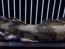 画像9: 【淡水魚】【通販】訳あり爆安 No3 ロングフィン ポリプテルス エンドリケリー【個体販売】(±32cm)(大型魚)(生体)(熱帯魚)NKO (9)