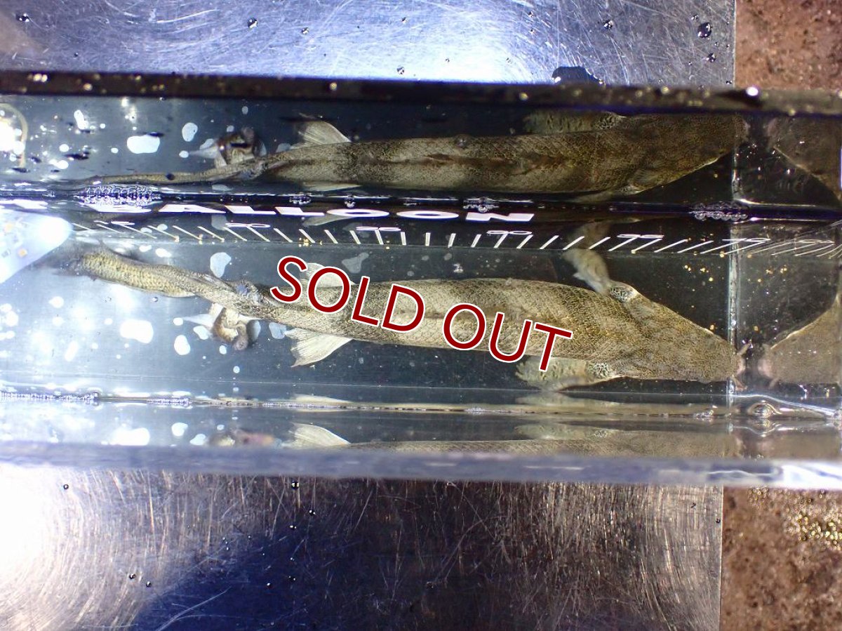 画像10: 【淡水魚】【通販】訳あり爆安 No3 ロングフィン ポリプテルス エンドリケリー【個体販売】(±32cm)(大型魚)(生体)(熱帯魚)NKO (10)