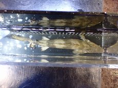 画像10: 【淡水魚】【通販】訳あり爆安 No3 ロングフィン ポリプテルス エンドリケリー【個体販売】(±32cm)(大型魚)(生体)(熱帯魚)NKO (10)