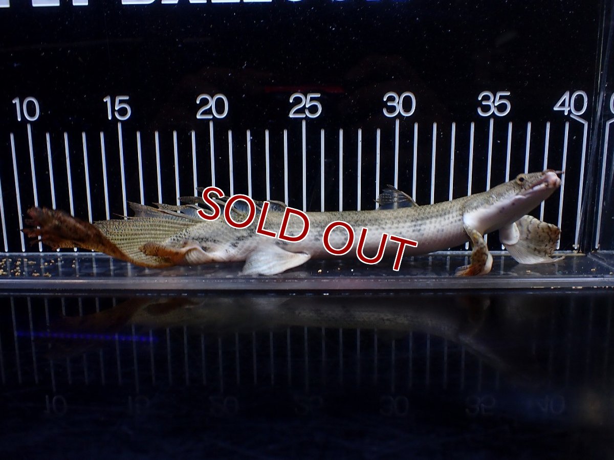 画像1: 【淡水魚】【通販】訳あり爆安 No4 ロングフィン ポリプテルス エンドリケリー【個体販売】(±29cm)(大型魚)(生体)(熱帯魚)NKO (1)