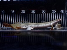 画像1: 【淡水魚】【通販】訳あり爆安 No4 ロングフィン ポリプテルス エンドリケリー【個体販売】(±29cm)(大型魚)(生体)(熱帯魚)NKO (1)