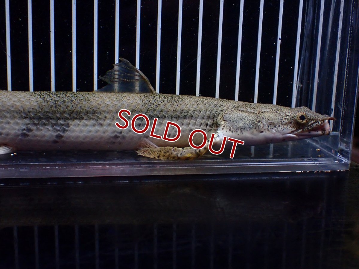画像2: 【淡水魚】【通販】訳あり爆安 No4 ロングフィン ポリプテルス エンドリケリー【個体販売】(±29cm)(大型魚)(生体)(熱帯魚)NKO (2)