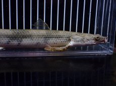 画像2: 【淡水魚】【通販】訳あり爆安 No4 ロングフィン ポリプテルス エンドリケリー【個体販売】(±29cm)(大型魚)(生体)(熱帯魚)NKO (2)