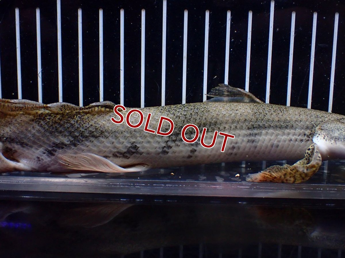 画像3: 【淡水魚】【通販】訳あり爆安 No4 ロングフィン ポリプテルス エンドリケリー【個体販売】(±29cm)(大型魚)(生体)(熱帯魚)NKO (3)