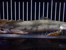 画像3: 【淡水魚】【通販】訳あり爆安 No4 ロングフィン ポリプテルス エンドリケリー【個体販売】(±29cm)(大型魚)(生体)(熱帯魚)NKO (3)