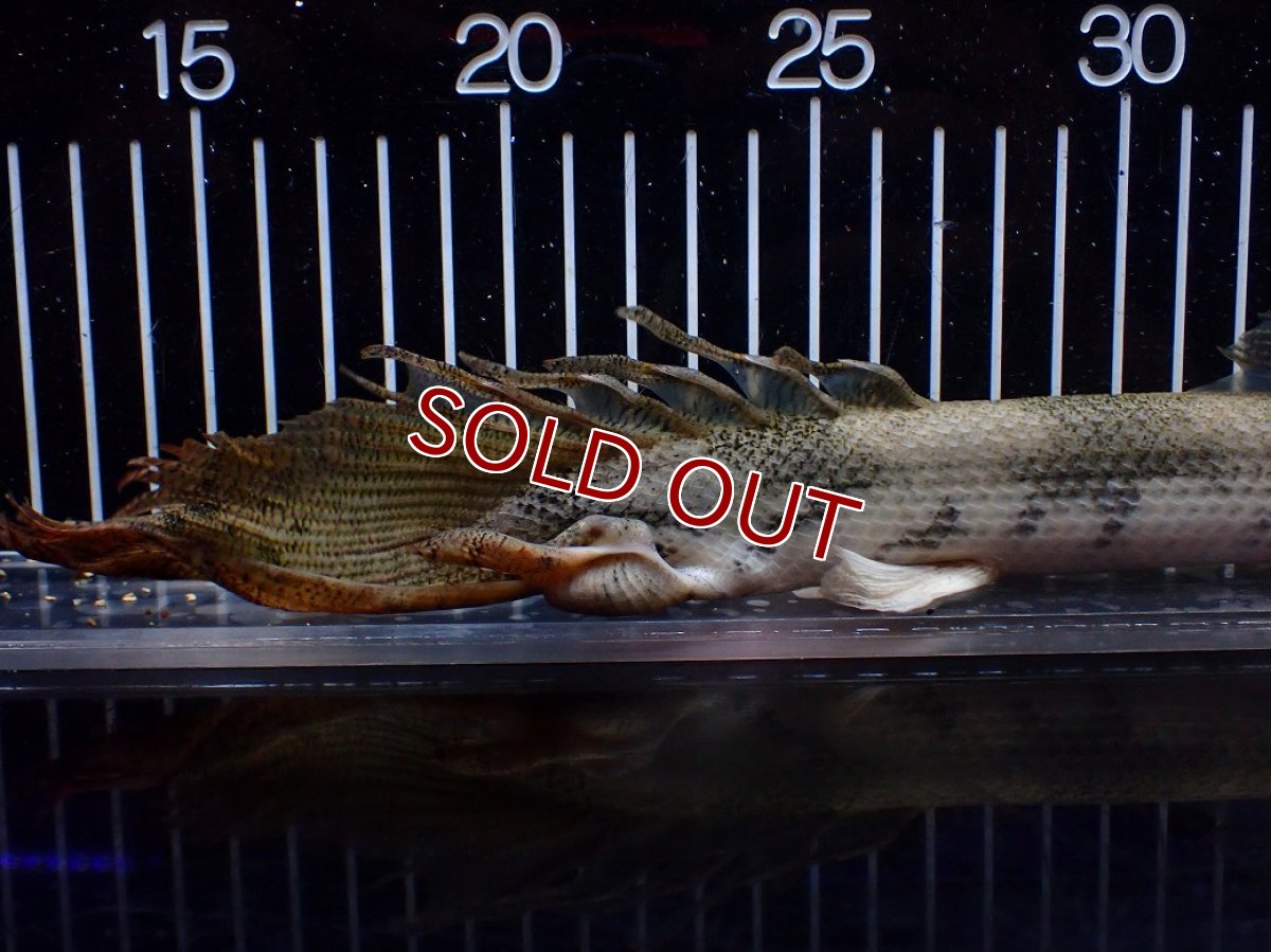 画像4: 【淡水魚】【通販】訳あり爆安 No4 ロングフィン ポリプテルス エンドリケリー【個体販売】(±29cm)(大型魚)(生体)(熱帯魚)NKO (4)