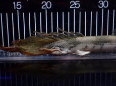 画像4: 【淡水魚】【通販】訳あり爆安 No4 ロングフィン ポリプテルス エンドリケリー【個体販売】(±29cm)(大型魚)(生体)(熱帯魚)NKO (4)