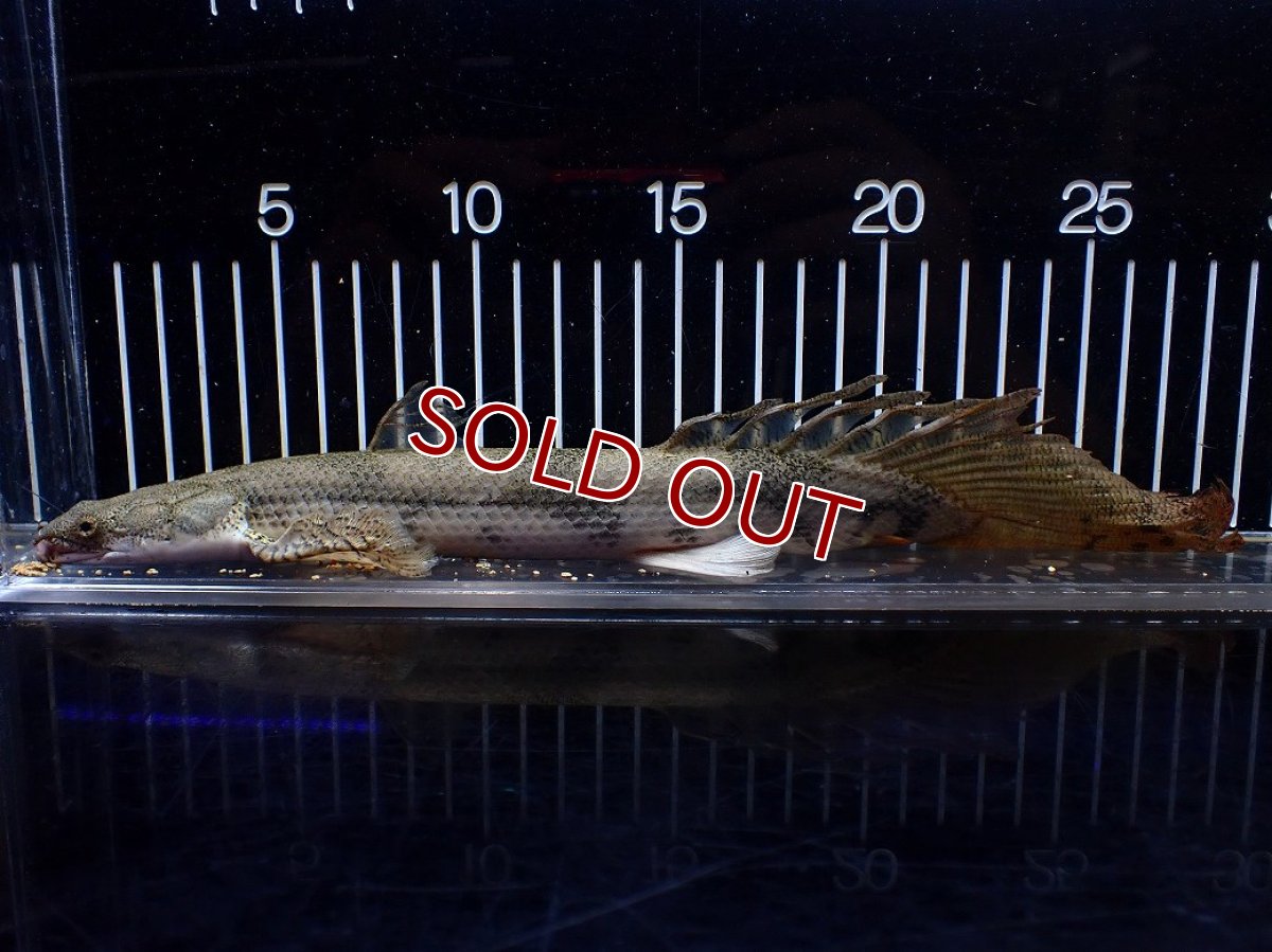 画像5: 【淡水魚】【通販】訳あり爆安 No4 ロングフィン ポリプテルス エンドリケリー【個体販売】(±29cm)(大型魚)(生体)(熱帯魚)NKO (5)