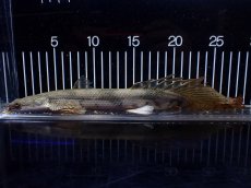 画像5: 【淡水魚】【通販】訳あり爆安 No4 ロングフィン ポリプテルス エンドリケリー【個体販売】(±29cm)(大型魚)(生体)(熱帯魚)NKO (5)