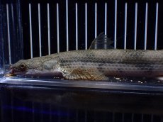 画像6: 【淡水魚】【通販】訳あり爆安 No4 ロングフィン ポリプテルス エンドリケリー【個体販売】(±29cm)(大型魚)(生体)(熱帯魚)NKO (6)