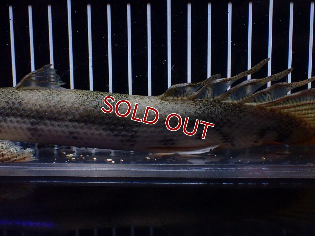 画像7: 【淡水魚】【通販】訳あり爆安 No4 ロングフィン ポリプテルス エンドリケリー【個体販売】(±29cm)(大型魚)(生体)(熱帯魚)NKO (7)