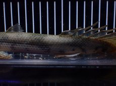 画像7: 【淡水魚】【通販】訳あり爆安 No4 ロングフィン ポリプテルス エンドリケリー【個体販売】(±29cm)(大型魚)(生体)(熱帯魚)NKO (7)