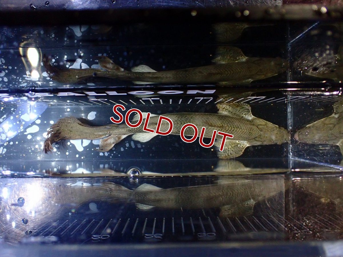 画像9: 【淡水魚】【通販】訳あり爆安 No4 ロングフィン ポリプテルス エンドリケリー【個体販売】(±29cm)(大型魚)(生体)(熱帯魚)NKO (9)