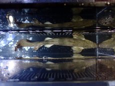 画像9: 【淡水魚】【通販】訳あり爆安 No4 ロングフィン ポリプテルス エンドリケリー【個体販売】(±29cm)(大型魚)(生体)(熱帯魚)NKO (9)