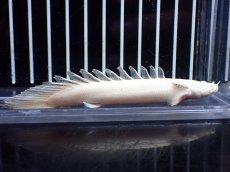 画像1: 【淡水魚】【通販】訳あり爆安 No1 プラチナ ポリプテルス エンドリケリー【個体販売】(±11cm)(大型魚)(生体)(熱帯魚)NKO (1)