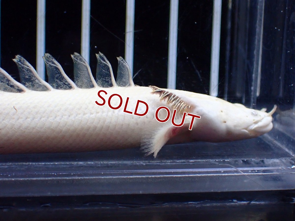 画像2: 【淡水魚】【通販】今回限定爆安 訳あり爆安 No1 プラチナ ポリプテルス エンドリケリー【個体販売】(±11cm)(大型魚)(生体)(熱帯魚)NKO (2)