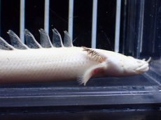 画像2: 【淡水魚】【通販】訳あり爆安 No1 プラチナ ポリプテルス エンドリケリー【個体販売】(±11cm)(大型魚)(生体)(熱帯魚)NKO (2)