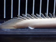 画像3: 【淡水魚】【通販】訳あり爆安 No1 プラチナ ポリプテルス エンドリケリー【個体販売】(±11cm)(大型魚)(生体)(熱帯魚)NKO (3)