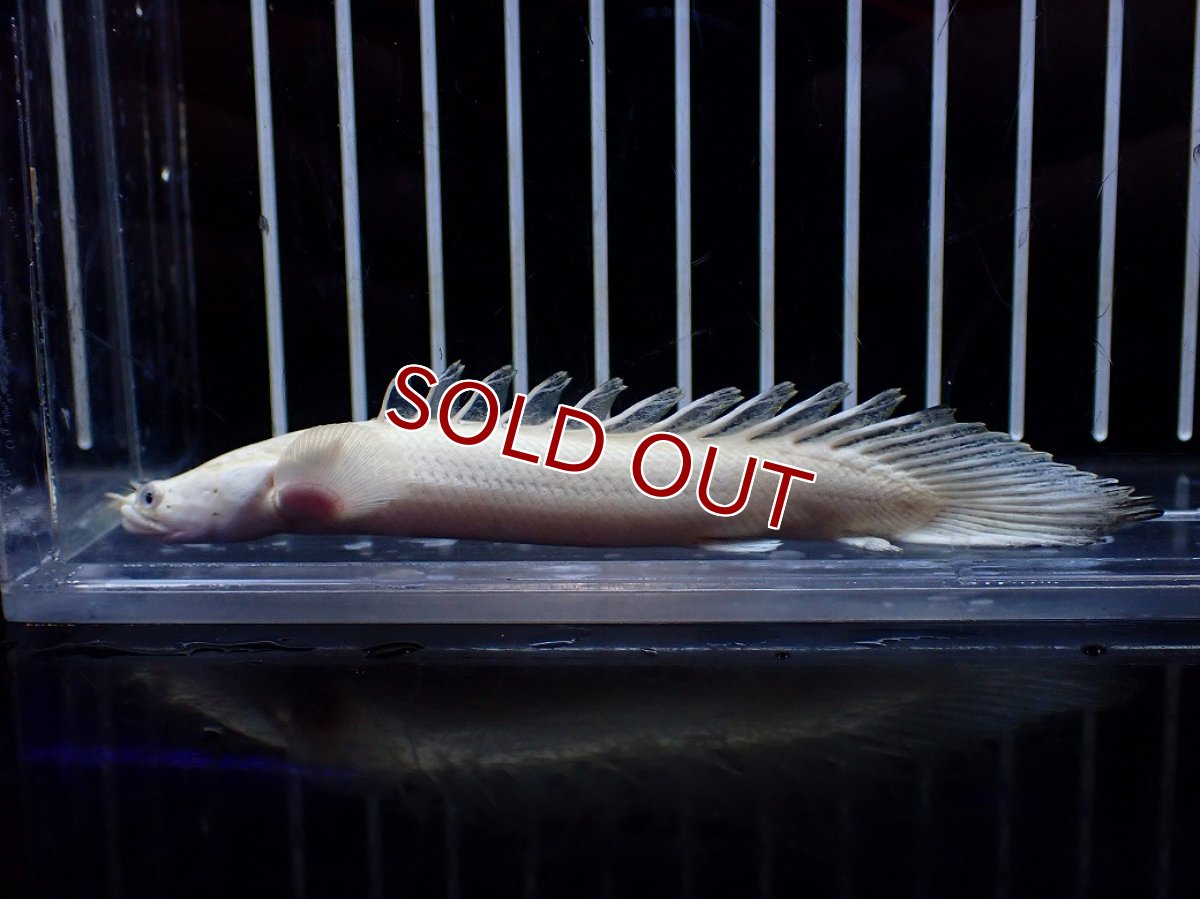 画像4: 【淡水魚】【通販】今回限定爆安 訳あり爆安 No1 プラチナ ポリプテルス エンドリケリー【個体販売】(±11cm)(大型魚)(生体)(熱帯魚)NKO (4)