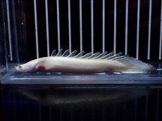 画像4: 【淡水魚】【通販】訳あり爆安 No1 プラチナ ポリプテルス エンドリケリー【個体販売】(±11cm)(大型魚)(生体)(熱帯魚)NKO (4)